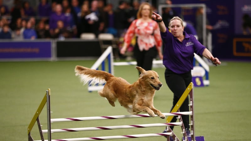 Dogs competed in the 143rd annual Westminster Kennel Club Dog Show, and they’re all winners in Twitter’s eyes.