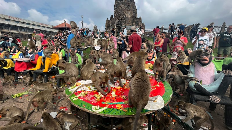The monkeys are a major tourist draw (AP)
