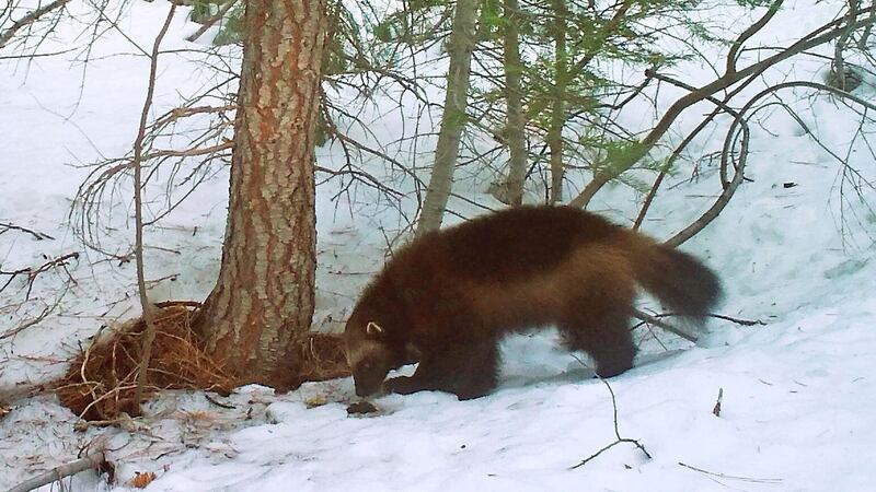 A wolverine in the Tahoe National Forest near Truckee, California (California Department of Fish and Wildlife via AP)