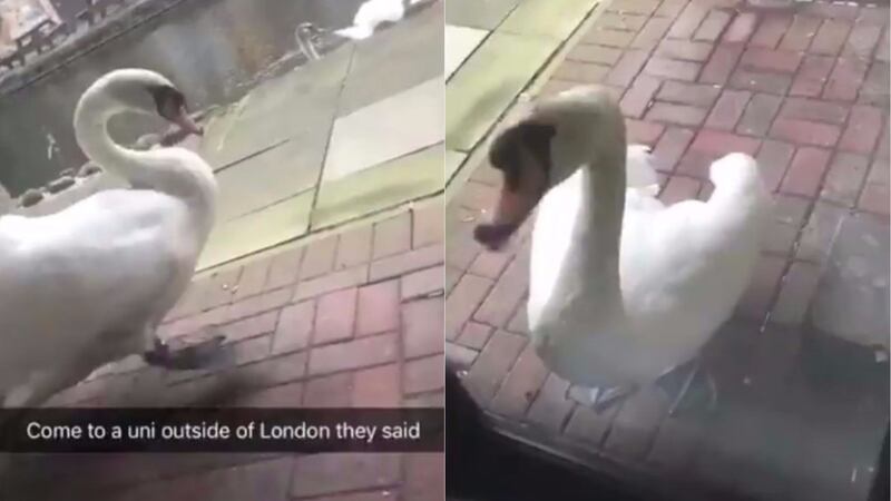 Who knew swans could be so annoying?
