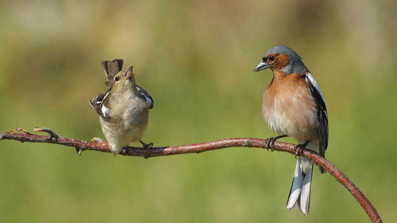 The blue-grey head, brownish back and pinkish belly of the male chaffinch contrasts greatly with the uniform brown of the female 
