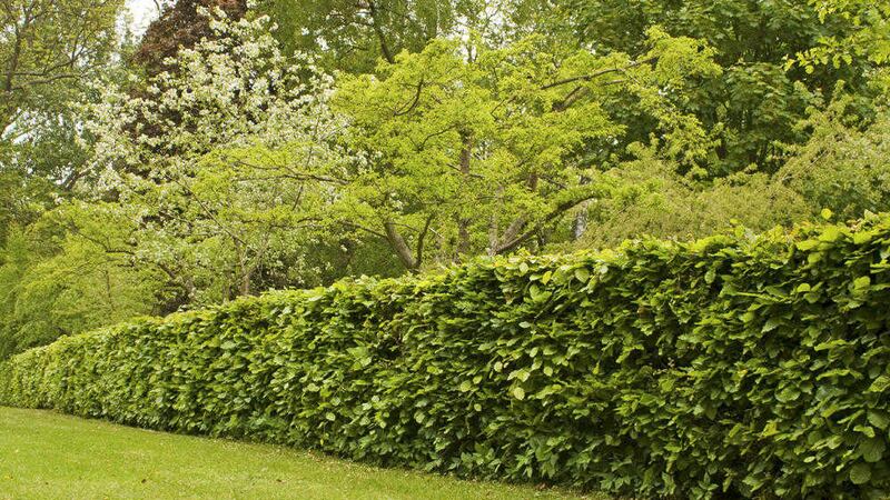 A beech hedge is green in summer and bronze over winter 