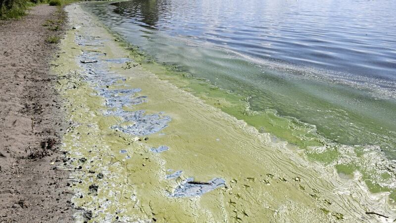 Blue/green algae and green algae sludge on the Antrim shoreline of Lough Neagh. 