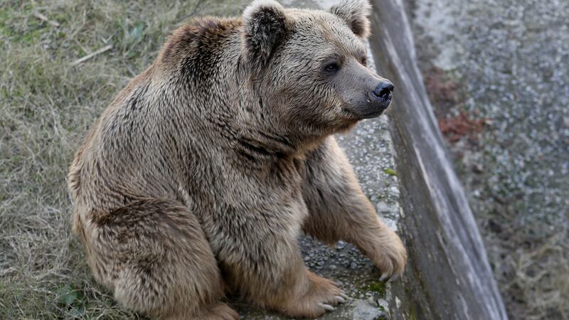 Himalayan brown bears Suzie and Bubaloo will head to a sanctuary 3,300ft above sea level.