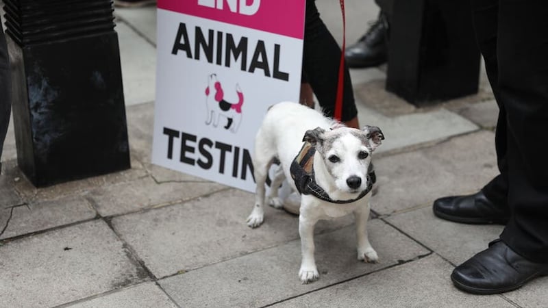 MPs called for Government to phase out animal testing as new technologies are developed (Ashlee Ruggels/PA)