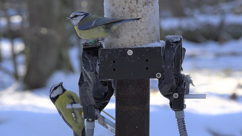 Scientists found that birds which often foraged together in the colder months were more likely to end up as breeding pairs or extra-pair partners.
