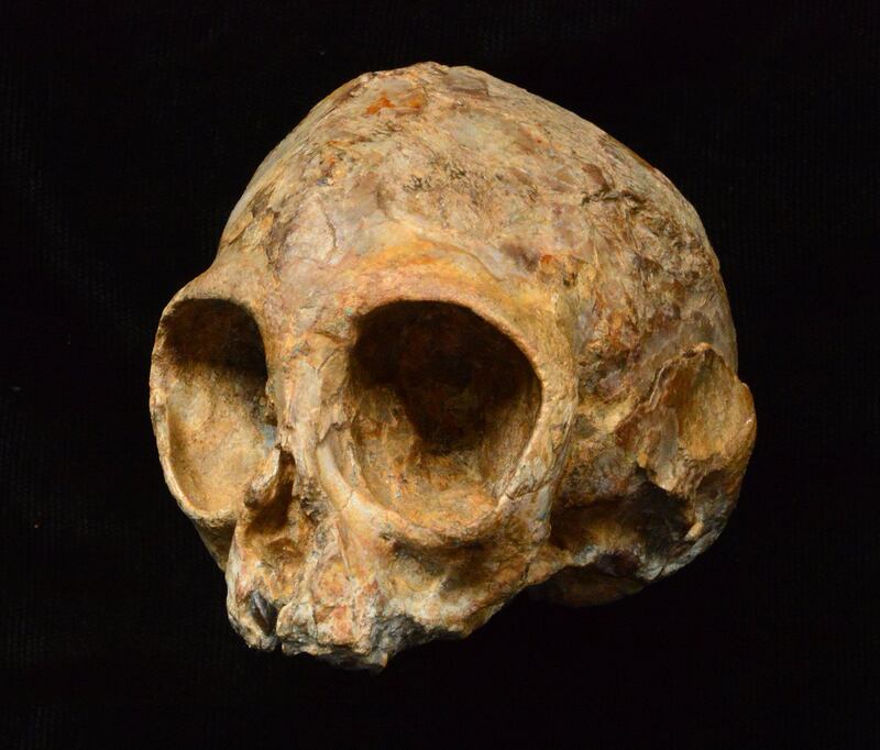 Embargoed to 1800 Wednesday August 9 Undated handout photo issued by the Leakey Foundation of the skull of Alesi, an extinct African ape that lived 13 million years ago which may shed light on the mystery of human origins.