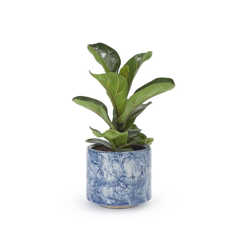 <strong>6. Fiddle Leaf Fig &amp; Fractured Blue Pot, &pound;34 (&pound;29 Soho Home Members), Soho Home<br /></strong>A collaboration between Soho Home and Leaf Envy, this potted fiddle leaf fig plant loves ambient lighting (don&rsquo;t we all), and its broad dark leaves will freshen up any space. The fractured denim-blue pot is an added bonus
