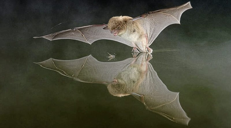 Daubenton&rsquo;s bat prefers to roost and feed close to water such as rivers and lakes Picture from Batconservationireland.org 