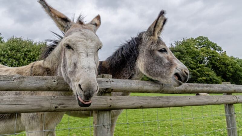 Don&#39;t be in the donkey derby when it comes to saving for the future 