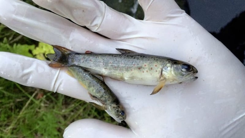 Incidents in the Three Mile Water river in Co Antrim this year have left hundreds of fish dead. Another fish kill was reported in Co Fermanagh&#39;s Kesh River yesterday. 