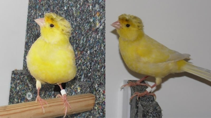 The canary was found flying around in a Plymouth park (RSPCA) 