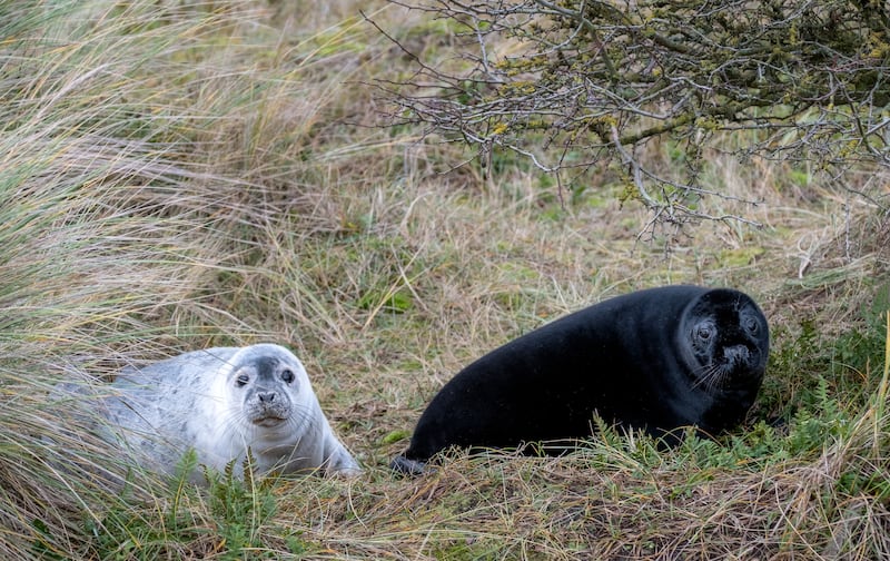 Grey seal pups are born with white fur. A grey coat is usually exposed when they shed this, but melanistic seals have a black coat. (Hanne Siebers/ PA)