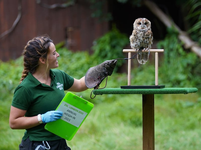 Keeper Hattie Sire with Owlberta the tawny owl during the annual weigh-in at ZSL London Zoo