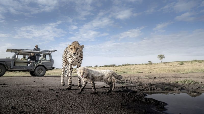 Graeme Purdy deployed a remote control camera rig to capture close proximity shots of endangered wildlife 