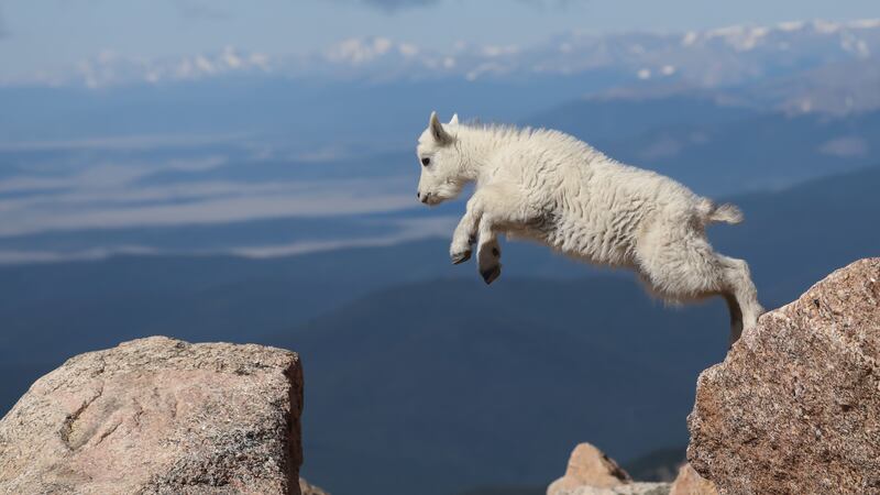 Piper the mountain goat is less than a month old but she’s already got an adventurous streak.