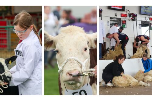 Balmoral Show 2024 in pictures: A showcase of Northern Ireland’s agricultural prowess