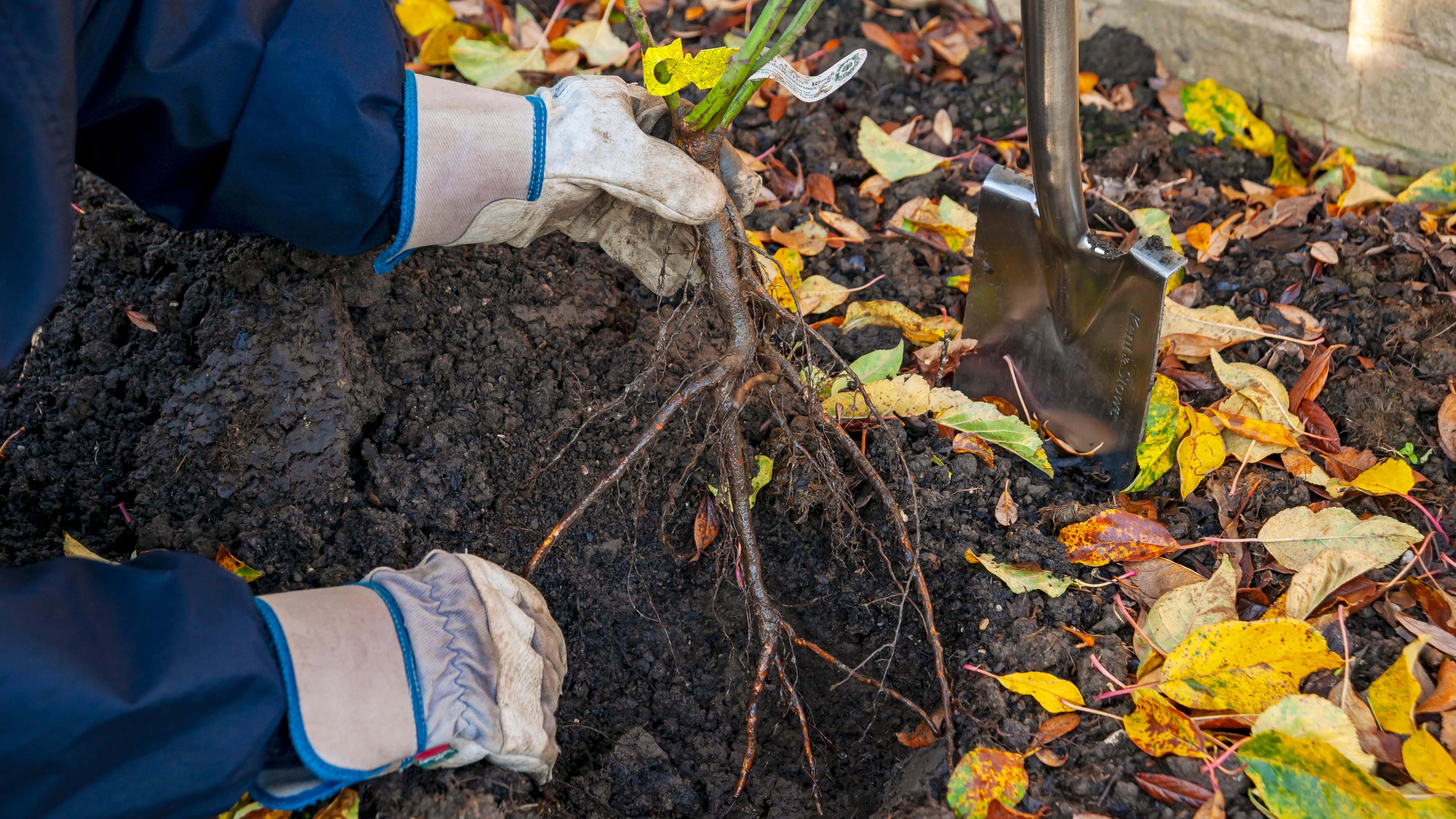 2AADW7N Close up of gardener man person planting bare rooted root rose roses in the garden in autumn winter England UK United Kingdom GB Great Britain