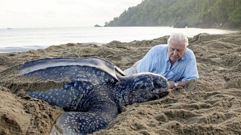 Sir David Attenborough in an episode of Blue Planet II 