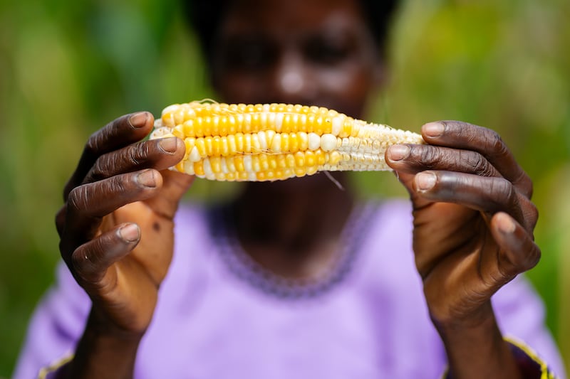 Malita Mussa holds a malformed maize cob outside her home in the village of Manduwasa.
