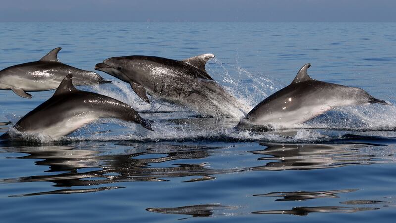 Researchers observed how rival groups of bottlenose dolphins tended to avoid each other by using particular areas of water at different times.