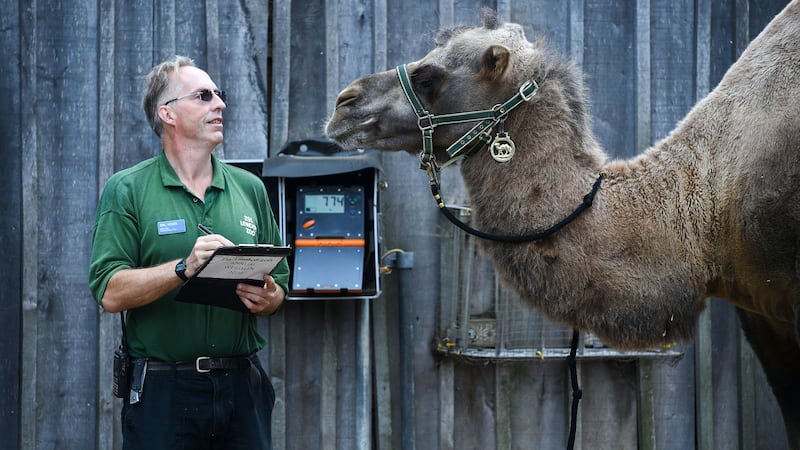 Camels, penguins, squirrel monkeys and spiders were among those having their height and weight recorded at ZSL London Zoo.