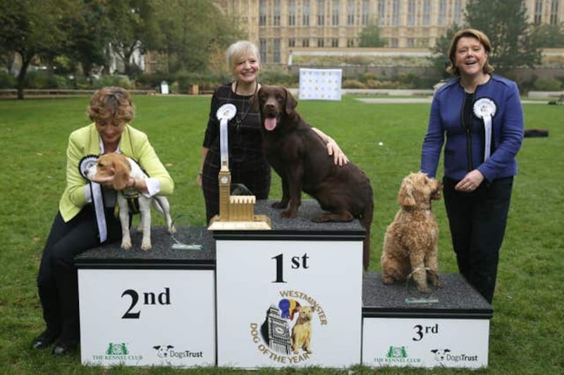 5th Westminster Dog of the Year competition