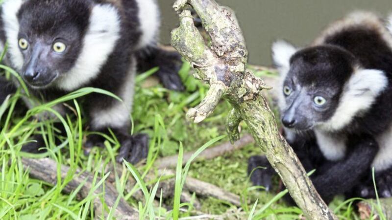 Belfast Zoo is celebrating the arrival of three critically endangered white-belted ruffed lemurs 