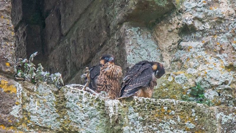 Lockdown has helped the birds of prey at Corfe Castle in Dorset, and they have also had success on Trust land in the Peak District.