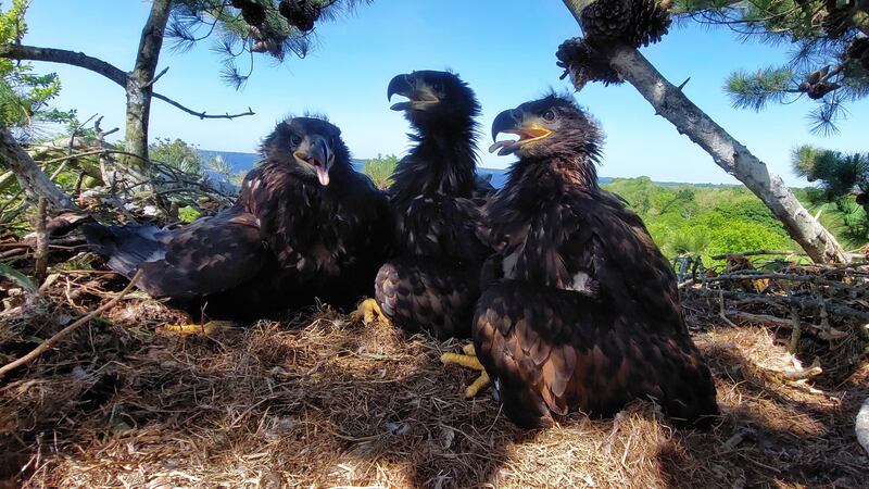 White-tailed eagle chicks bord recently in Co Clare. Picture: NPWS