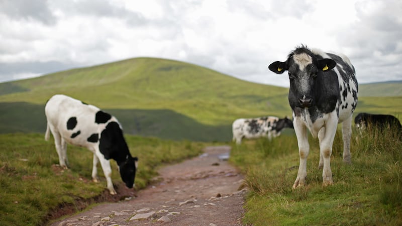 A picture of cows on a path leading towards a mountain