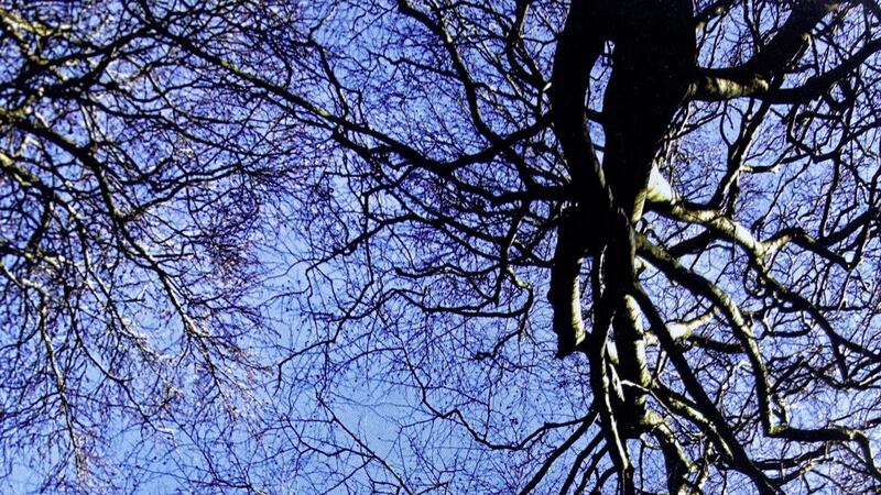 Colum Sands has captured an image of birch trees against a cloudless deep blue winter sky 