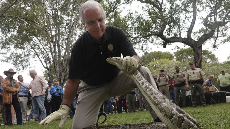 Tom Rahill won 2,000 US dollars for bagging a 62-pound python.