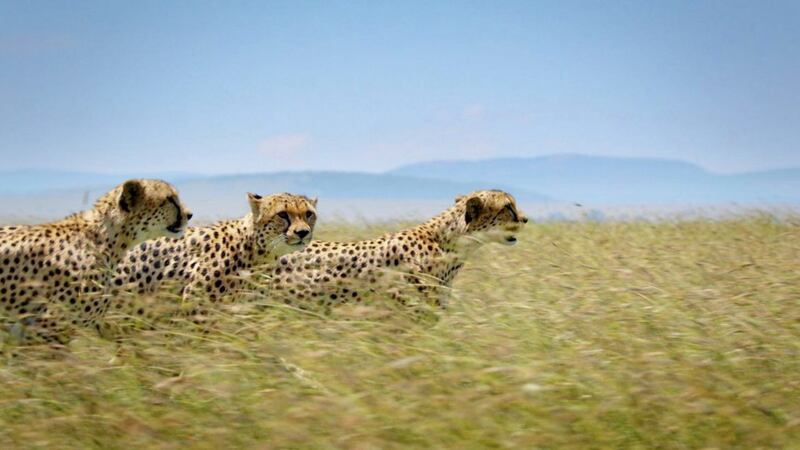 Cheetahs, Kenya 