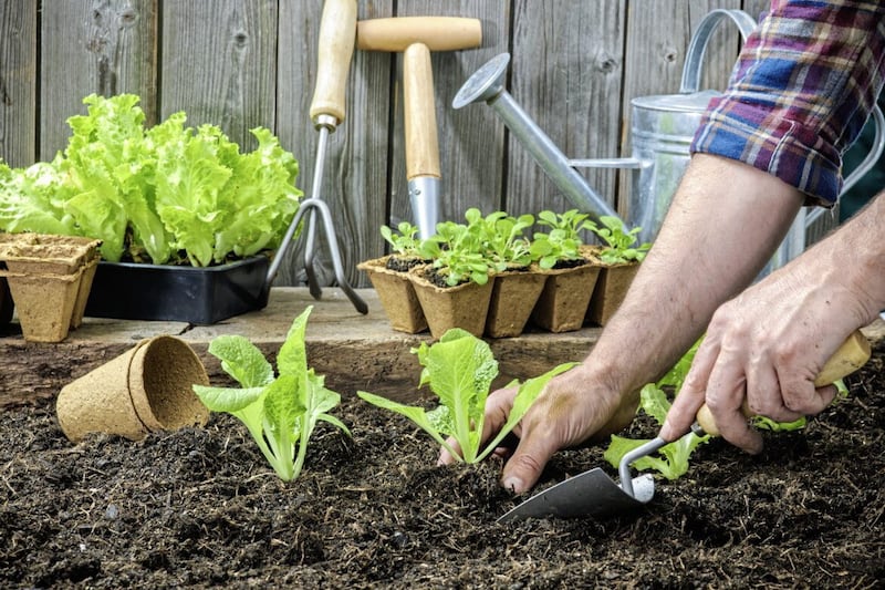 Farmer planting young seedlings of lettuce salad in the vegetable garden. 