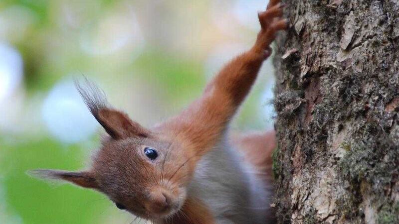 Squirrel populations in Tullymore forest have been hit by a pox 