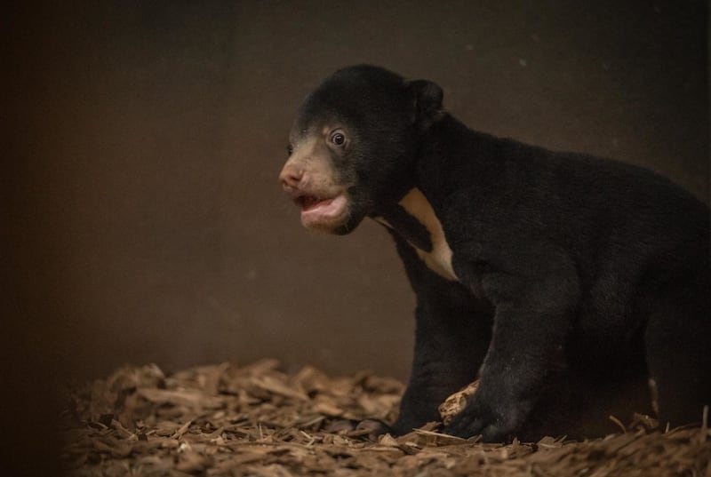 The first sun bear cub to be born in the UK explores her home at Chester Zoo (Chester Zoo/PA)
