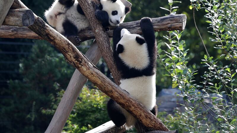 The Panda cubs Meng Xiang, right, and Meng Yuan climb in their enclosure during their first birthday in Berlin (Michael Sohn/AP)