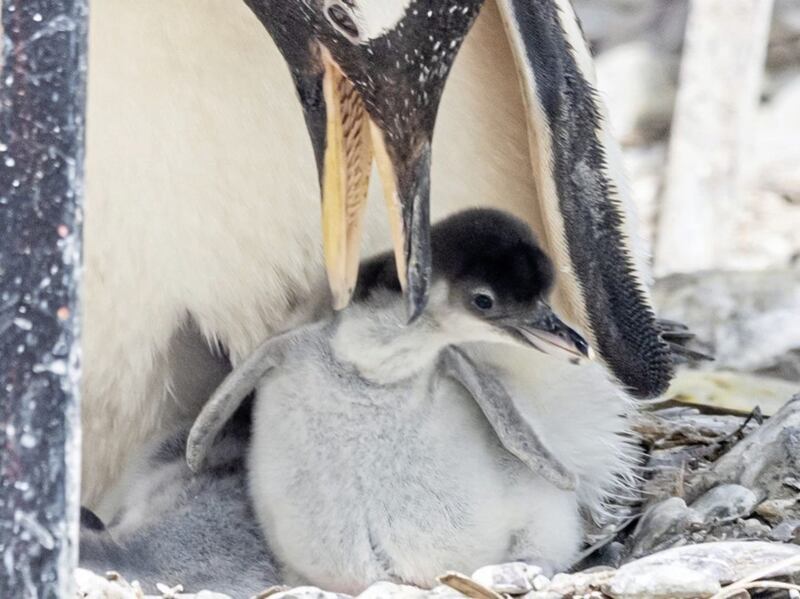 Gentoo Penguin chick. Picture by Alan Campbell 