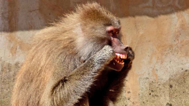 The primates have been seen using hair and bristles from an old broom to floss their teeth.