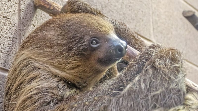Belfast Zoo has become home to a new resident - a female two-toed sloth called Priscita. Picture by Alan Campbell 