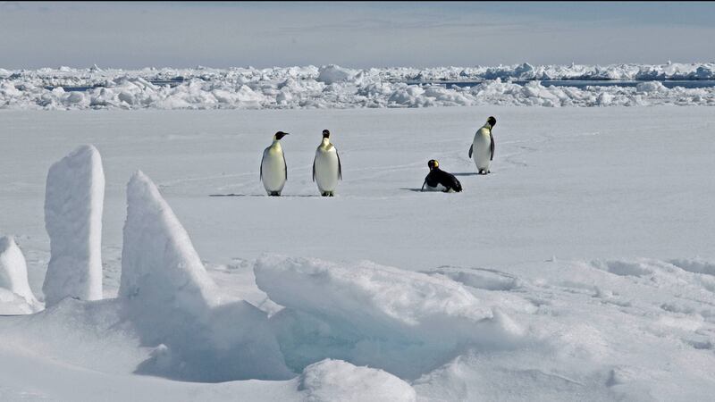 The new colony was found by scientists who studied satellite images looking for signs of penguin poo, or guano.