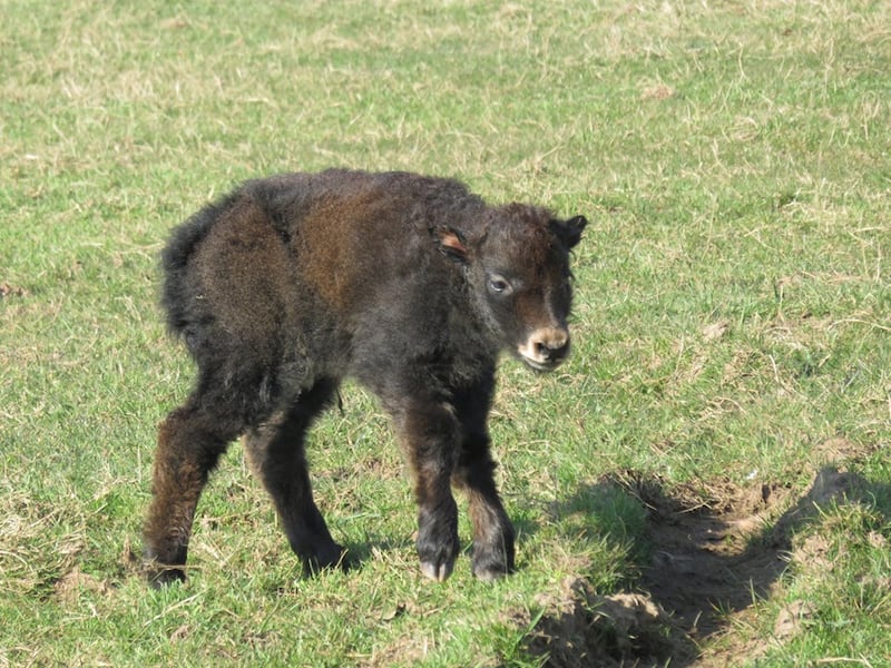 The yak was born last week (ZSL Whipsnade Zoo/PA)