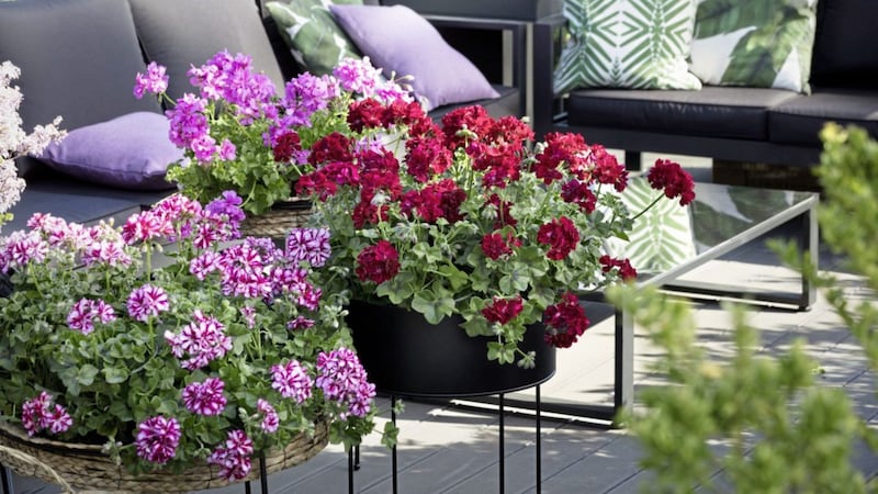 A variety of pelargoniums will brighten a garden patio 