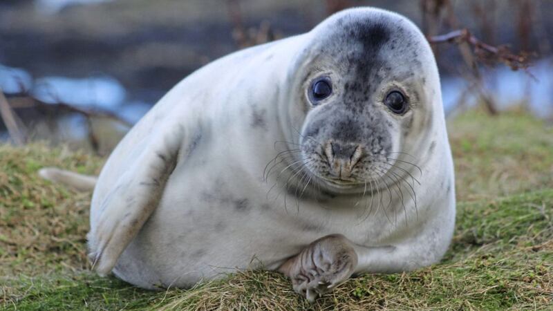 A seal on the Isle of May in the Firth of Forth. Picture by Abertay University, Press Association 