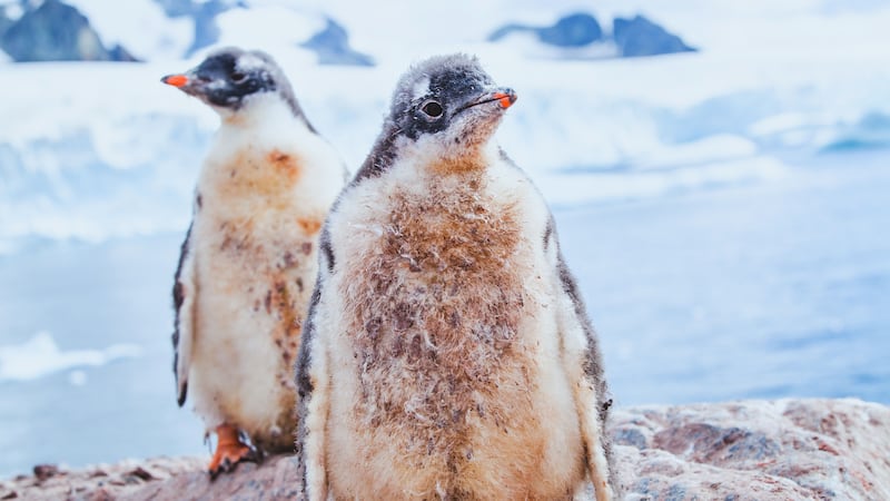 Two male penguins, Sphen and Magic, have welcomed their fostered baby chick into the world.