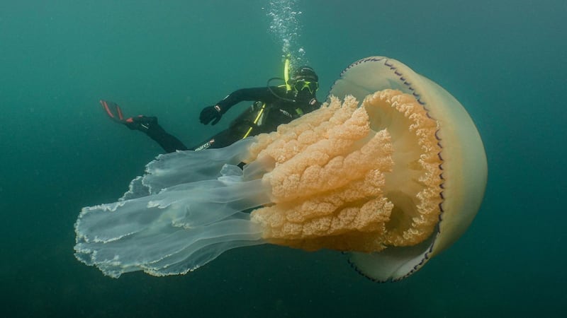 The dive was part of an initiative to encourage people to experience the UK’s ocean wildlife.