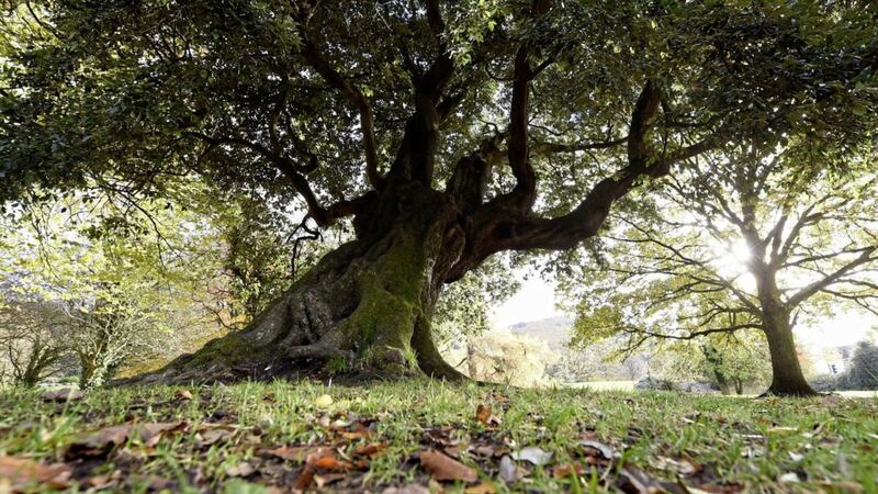 The distinctive Holm Oak tree in Kilbroney Park, Co Down, chosen as the Northern Ireland Tree of the Year. Picture by Michael Cooper 