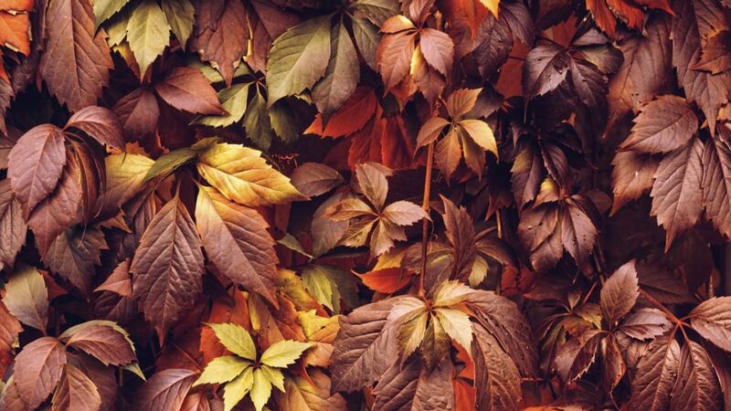 A Virginia creeper provides dazzling autumn colour &ndash; albeit relatively fleeting 