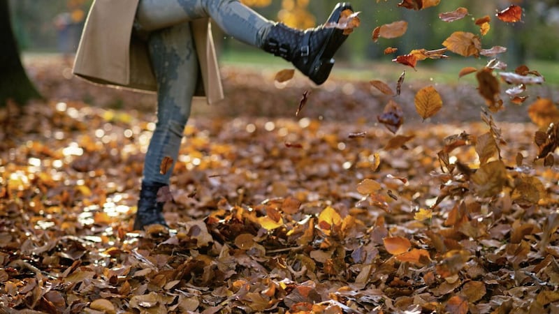 In a woodland or forest, fallen leaves pose no problem whatsoever 